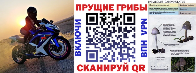 blacksprut ONION  Тайга  Галлюциногенные грибы мицелий 